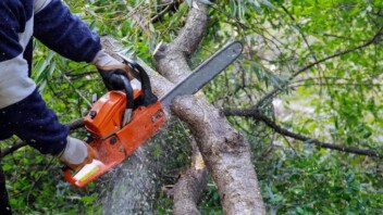 Incendies : le gouvernement facilite l’abattage des arbres ravagés par les flammes