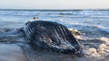 Islande : 21 militants anti-chasse à la baleine menacés d’expulsion
