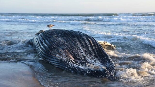 Islande : 21 militants anti-chasse à la baleine menacés d’expulsion — photo