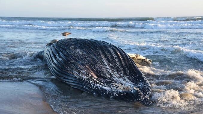 Islande : 21 militants anti-chasse à la baleine menacés d’expulsion