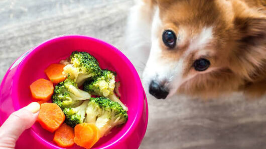 Quels aliments donner à son chien pendant l’été ?