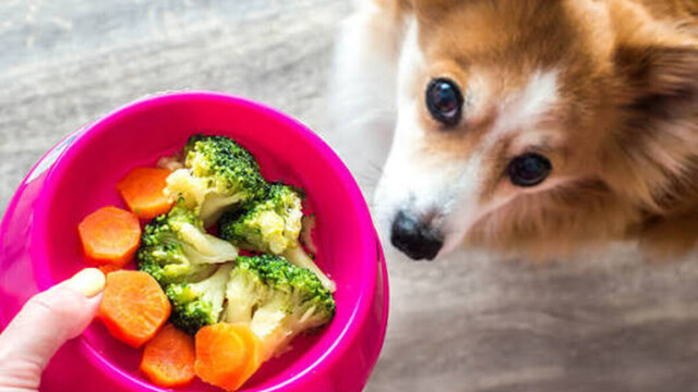 Quels aliments donner à son chien pendant l’été ?