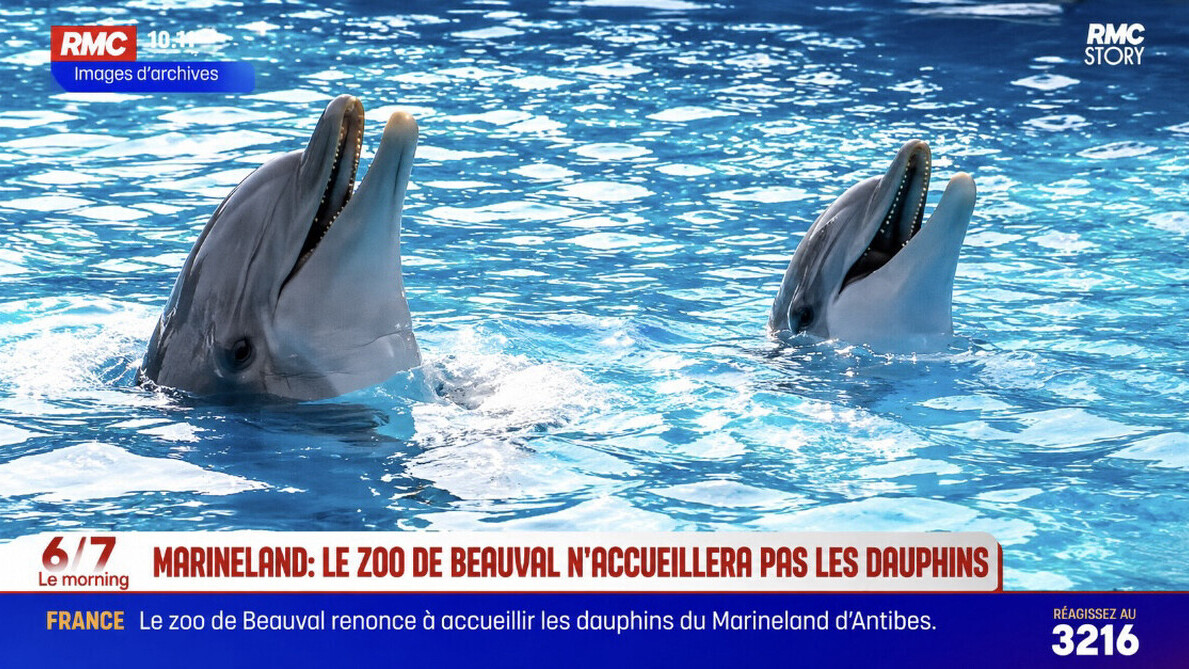 Dauphins de Marineland : Beauval avait une solution, les obstacles financiers et judiciaires font capoter le projet