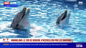 Dauphins de Marineland : Beauval avait une solution, les obstacles financiers et judiciaires font capoter le projet