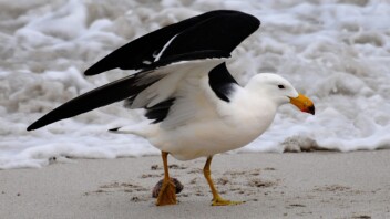 La grippe aviaire détectée dans le bassin Murray-Darling inquiète les experts australiens