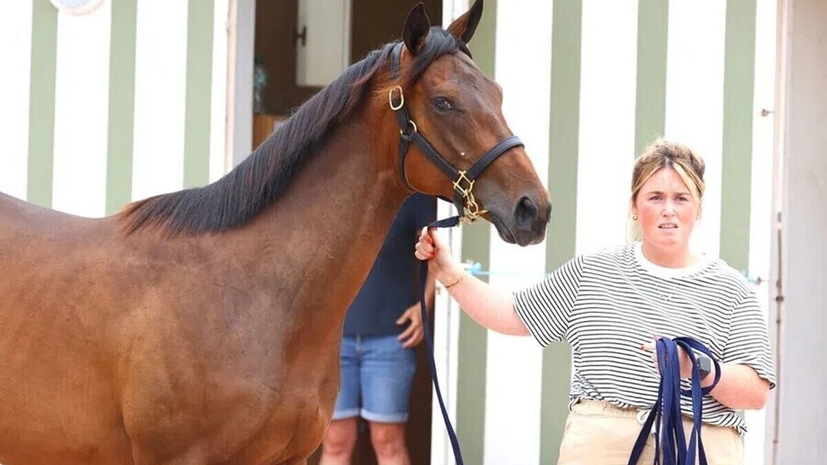 Un poulain vendu 4,6 millions d'euros à Deauville, nouveau record
