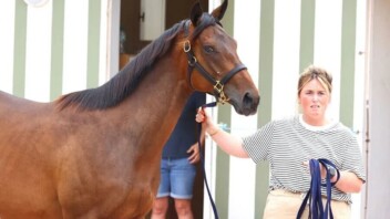Un poulain vendu 4,6 millions d'euros à Deauville, nouveau record
