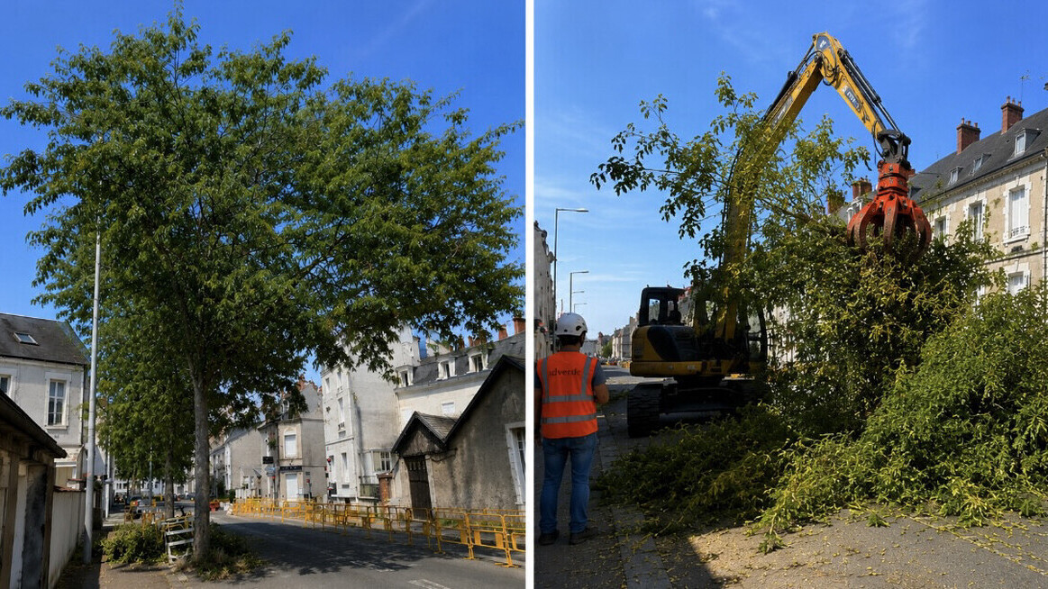 À Tours, le paradoxe du maire écologiste Emmanuel Denis: des dizaines d’arbres sacrifiés pour faire passer le tramway