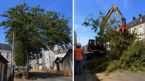 À Tours, le paradoxe du maire écologiste Emmanuel Denis: des dizaines d’arbres sacrifiés pour faire passer le tramway