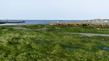 Algues vertes en Bretagne : après 50 ans de lutte, la Cour des comptes tire encore la sonnette d’alarme