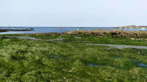 Algues vertes en Bretagne : après 50 ans de lutte, la Cour des comptes tire encore la sonnette d’alarme