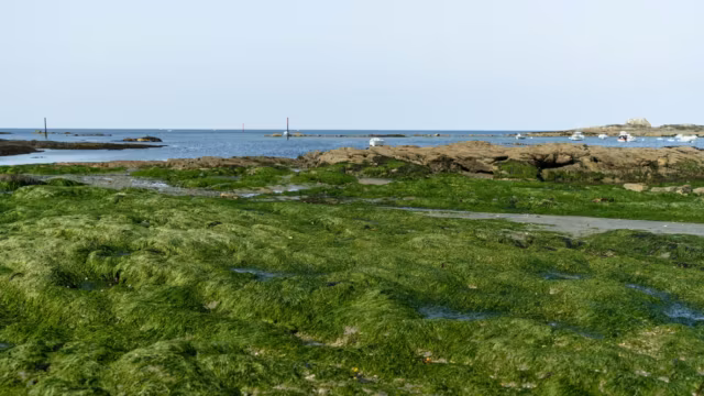 Algues vertes en Bretagne : après 50 ans de lutte, la Cour des comptes tire encore la sonnette d’alarme — photo