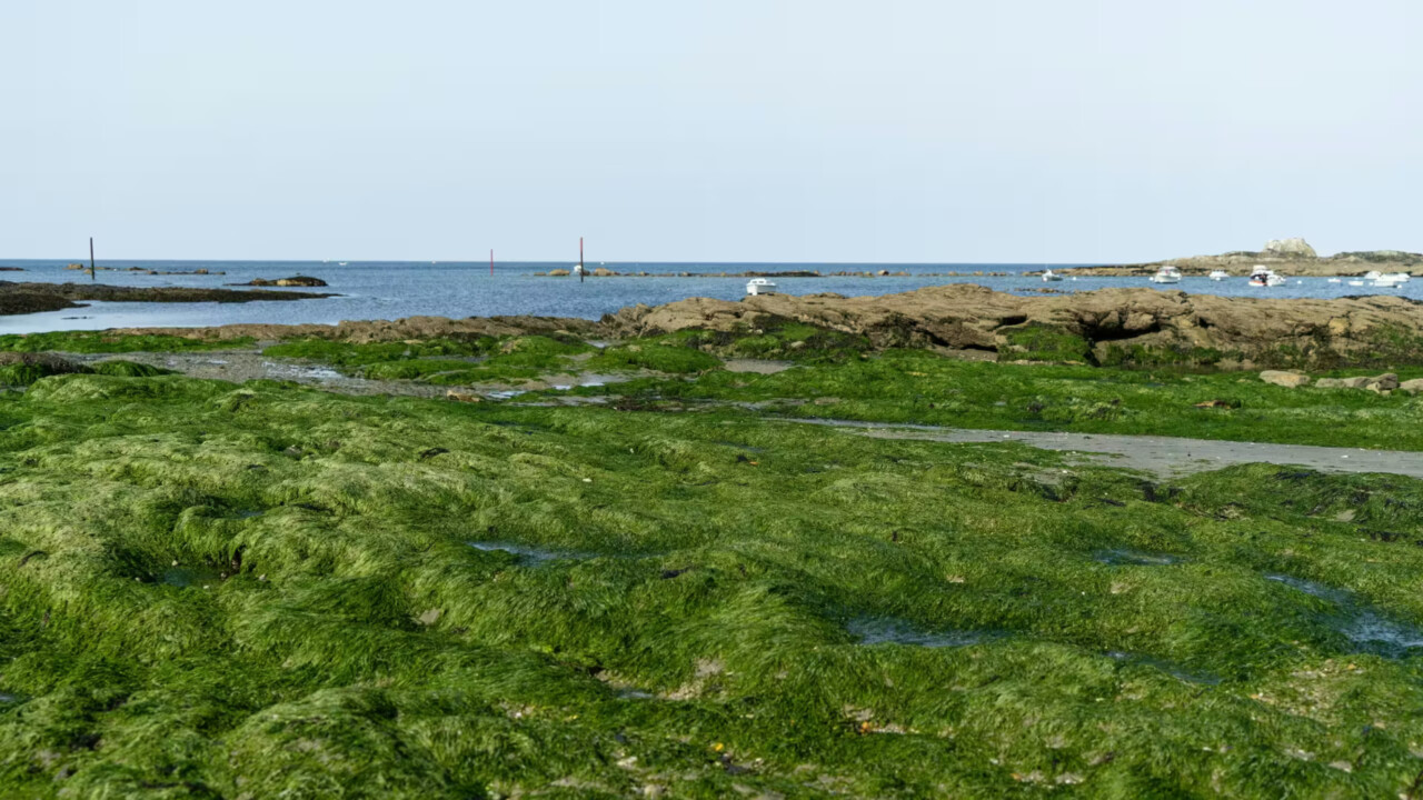Algues vertes en Bretagne : après 50 ans de lutte, la Cour des comptes tire encore la sonnette d’alarme