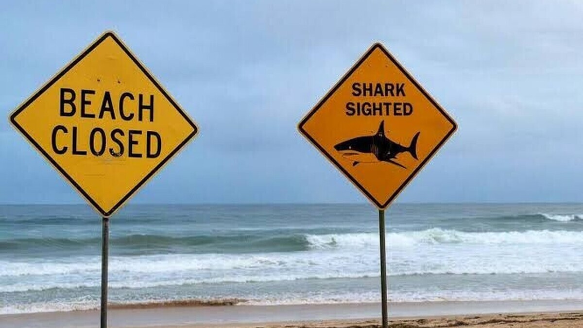 Australie : un homme grièvement blessé après une attaque de requin