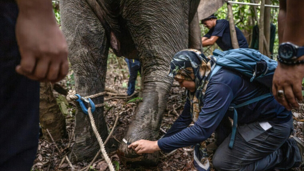 Bornéo : des corridors pour permettre aux éléphants de traverser les plantations de palmiers à huile