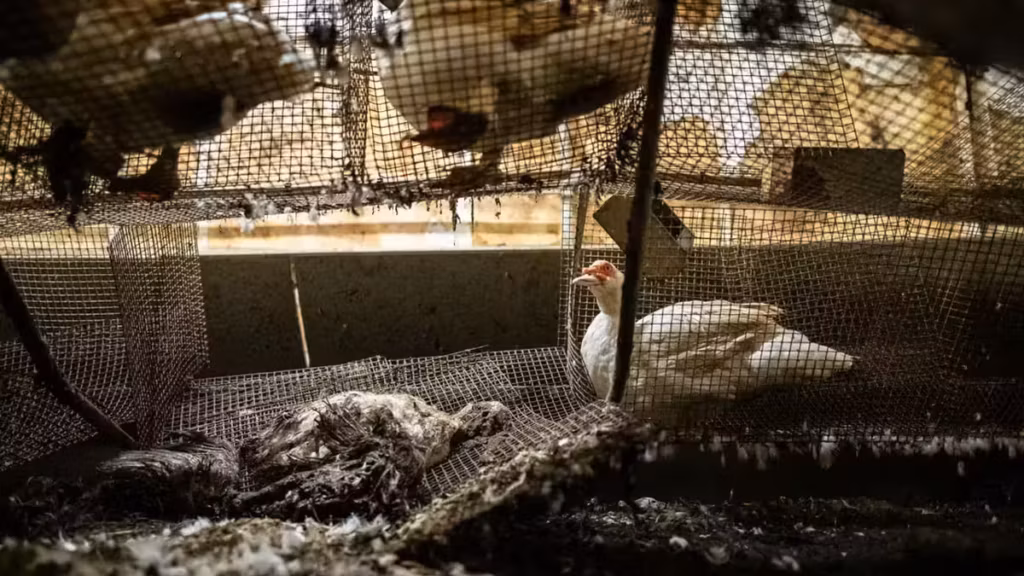 Carrefour rattrapé par une vidéo de L214 : l’enseigne lance un contrôle après les images d’un élevage de canards