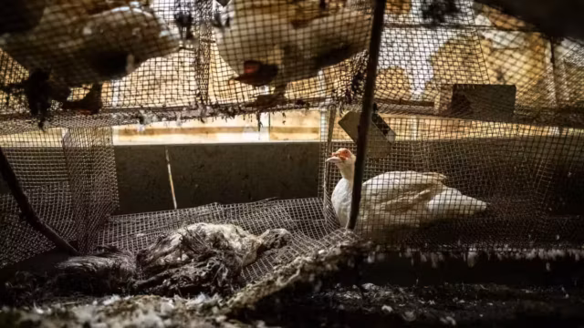 Carrefour rattrapé par une vidéo de L214 : l’enseigne lance un contrôle après les images d’un élevage de canards