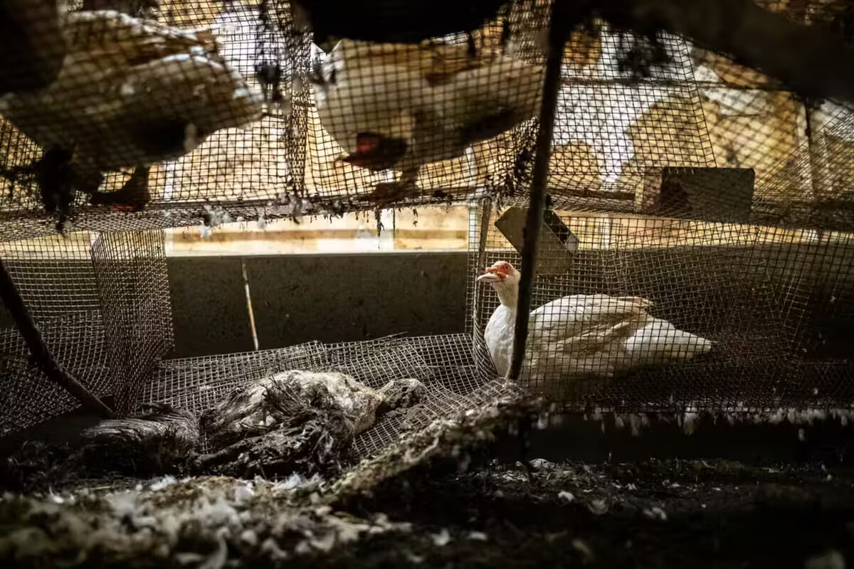 Carrefour rattrapé par une vidéo de L214 : l’enseigne lance un contrôle après les images d’un élevage de canards