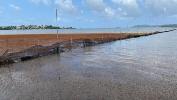 En Martinique, les acteurs de la pêche réclament l’aide de l’Europe face aux sargasses
