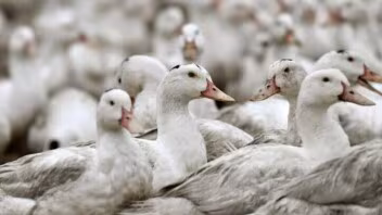 Grippe aviaire : 7 600 canards abattus après la découverte d’un foyer dans le Maine-et-Loire