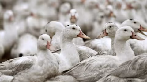 Grippe aviaire : 7 600 canards abattus après la découverte d’un foyer dans le Maine-et-Loire