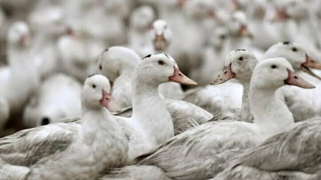 Grippe aviaire : 7 600 canards abattus après la découverte d’un foyer dans le Maine-et-Loire — photo