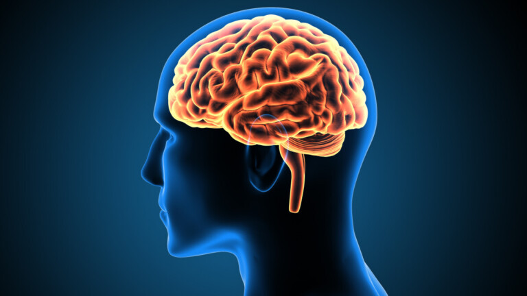 Pourquoi le cerveau contient autant de graisse et à quoi servent réellement ses lipides ?