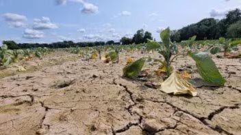 Sécheresse : le gouvernement débloque plus d’un milliard pour éviter une vague de faillites agricoles