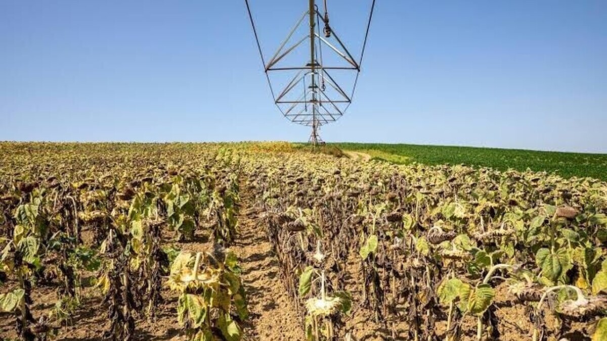Sécheresse – les récoltes françaises de céréales plongent de 11 % Sécheresse – les récoltes françaises de céréales plongent de 11 %