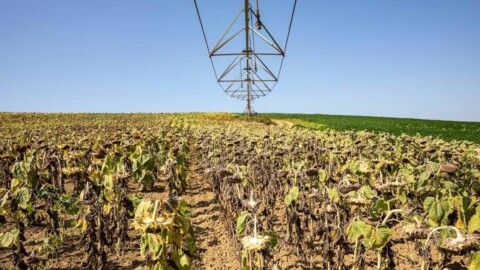 Sécheresse – les récoltes françaises de céréales plongent de 11 %