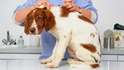 Vaccination des chiens : dans quels cas est-elle obligatoire en France ?