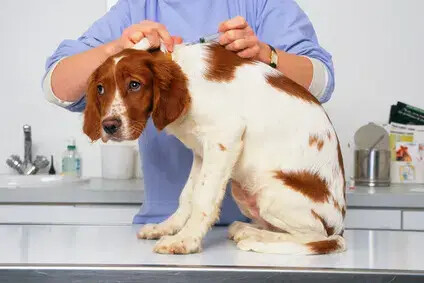 Vaccination des chiens : dans quels cas est-elle obligatoire en France ?