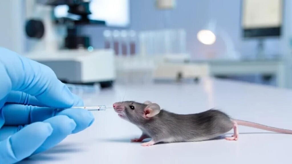 Des souris au cortex humain : une avancée scientifique qui repousse les frontières du vivant