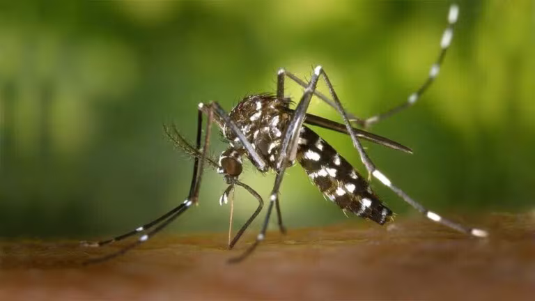 Les moustiques vont rester actifs jusqu'en décembre avec le changement climatique