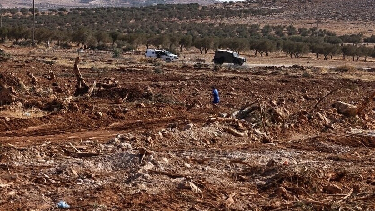 Cisjordanie : l’armée israélienne interpelle des volontaires américains, britanniques et israéliens venus aider à la récolte des olives
