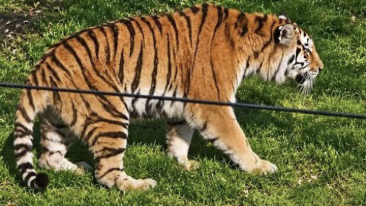 Angleterre : le tigre qui a tué un homme entré dans son enclos ne sera pas euthanasié. Le zoo refuse de faire payer à l’animal l’inconscience de l’intrus