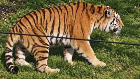 Angleterre : le tigre qui a tué un homme entré dans son enclos ne sera pas euthanasié. Le zoo refuse de faire payer à l’animal l’inconscience de l’intrus