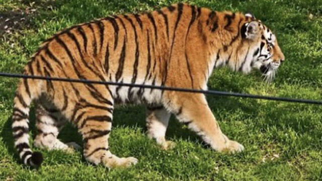 Angleterre : le tigre qui a tué un homme entré dans son enclos ne sera pas euthanasié. Le zoo refuse de faire payer à l’animal l’inconscience de l’intrus