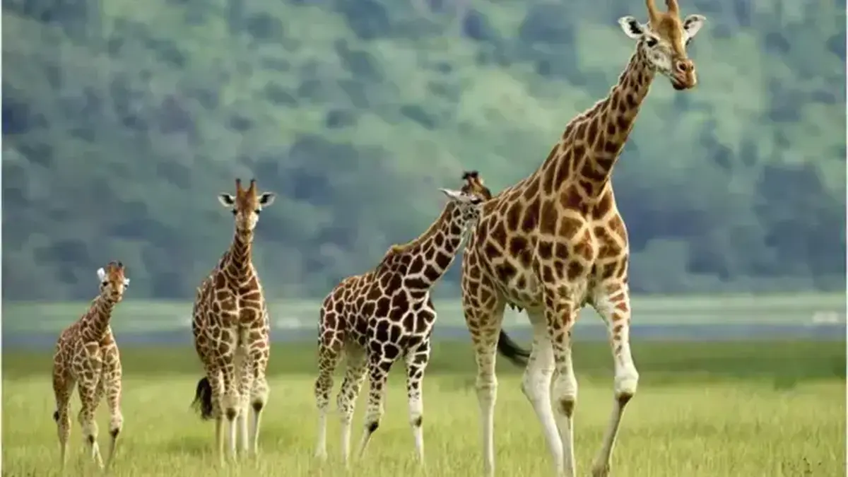 Afrique : les girafes disparaissent de certaines régions malgré des efforts historiques pour sauver l’espèce Afrique : les girafes disparaissent de certaines régions malgré des efforts historiques pour sauver l’espèce