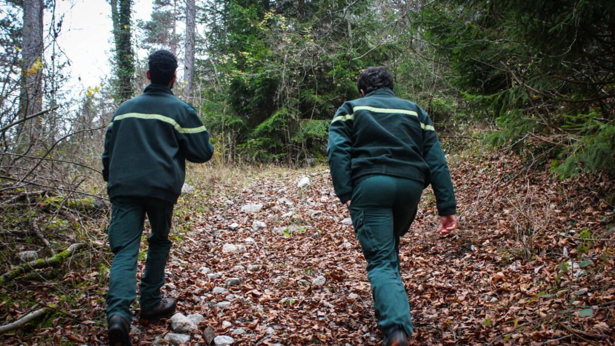 Gardes forestiers : ces sentinelles indispensables à la protection de nos forêts