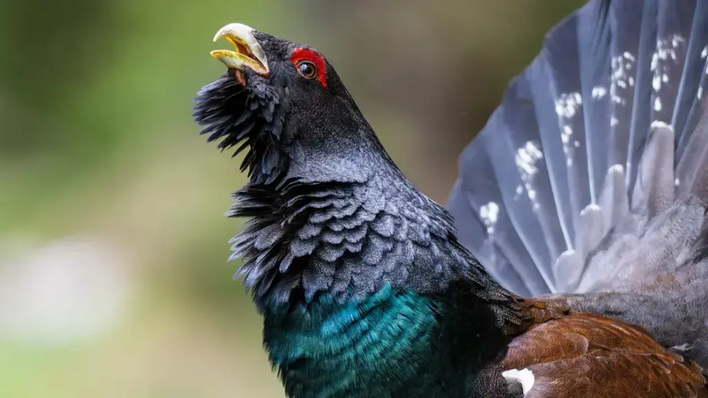 Grand tétras : la France protège définitivement un oiseau dont les populations s’effondrent