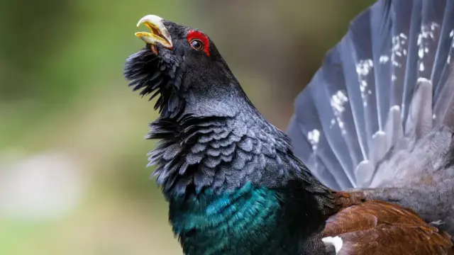 Grand tétras : la France protège définitivement un oiseau dont les populations s’effondrent — photo