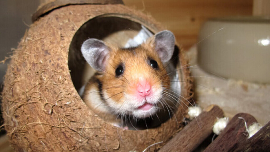 Rats, hamsters, souris : près de 5 millions de petits mammifères vivent dans les foyers français