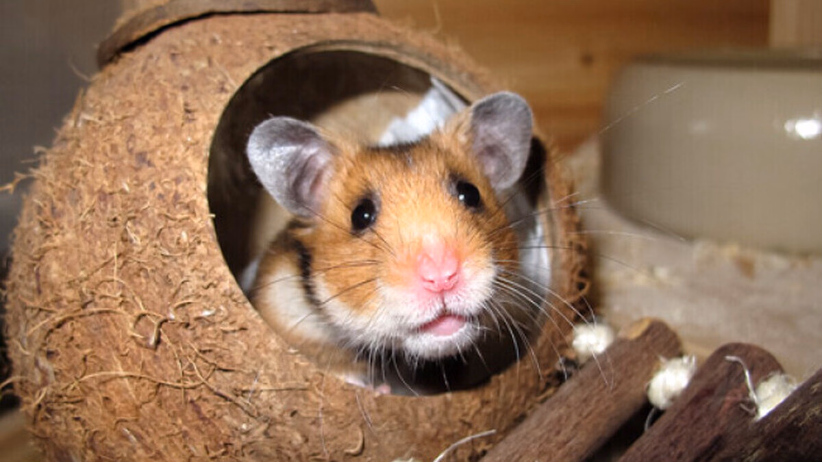 Rats, hamsters, souris : près de 5 millions de petits mammifères vivent dans les foyers français