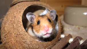 Rats, hamsters, souris : près de 5 millions de petits mammifères vivent dans les foyers français