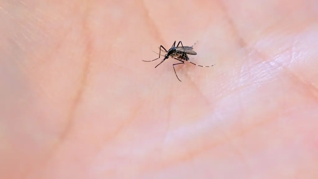 Réchauffement climatique : l’Institut Pasteur alerte sur la multiplication des moustiques porteurs de virus en Guyane