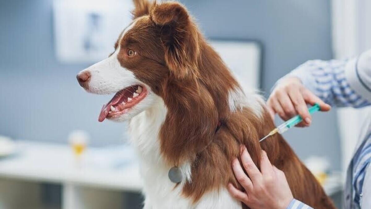 Vaccination des chiens : quels vaccins sont indispensables pour protéger votre animal ? Vaccination des chiens : quels vaccins sont indispensables pour protéger votre animal ?