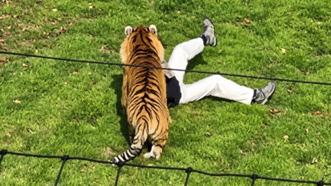 VIDÉO CHOC - Angleterre: un homme entre dans l’enclos des tigres d’un zoo et se fait tuer sous les yeux des visiteurs