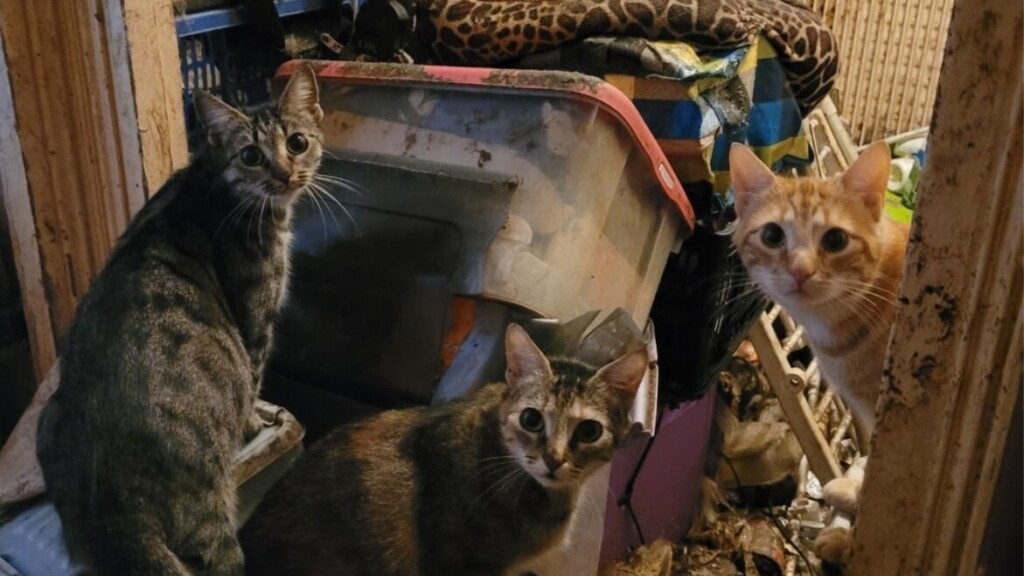 Essonne : neuf chats abandonnés dans un sac, appel à témoins lancé