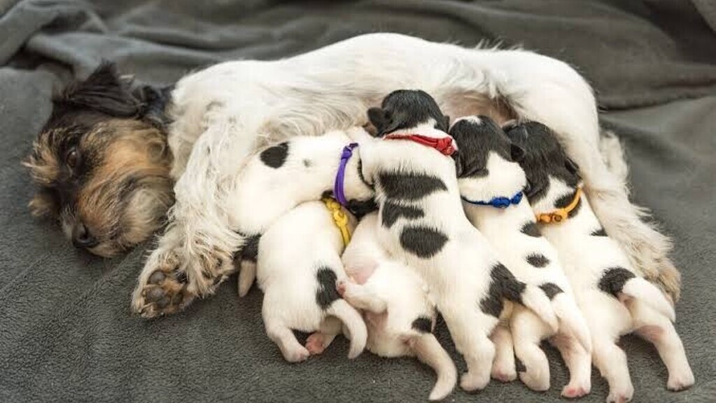 Accouchement chez la chienne : comment se déroule la naissance des chiots et quels sont les signes à surveiller ?